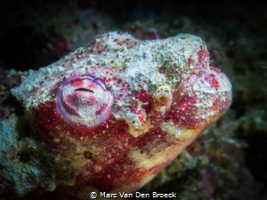 redeal by Marc Van Den Broeck 